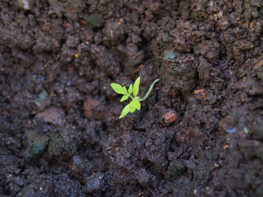 Fresh Plant Sprout