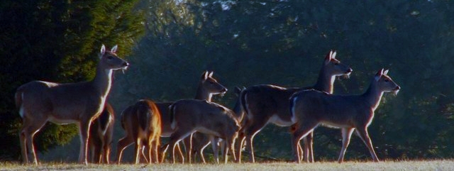Group of Deer