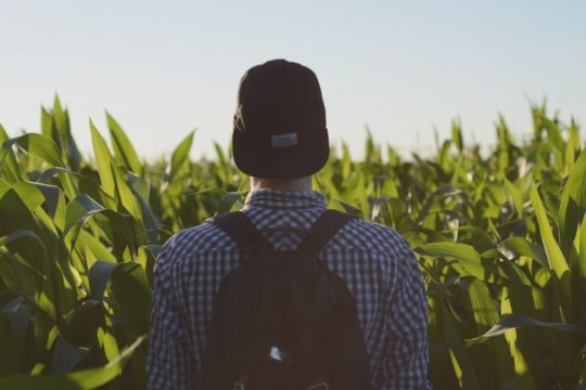 Man Standing in Cornfield