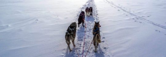 Siberian Husky Sled Dogs