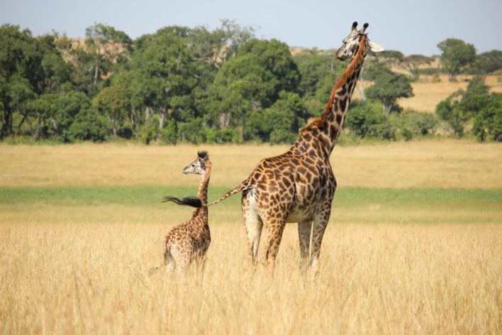 Two Giraffe